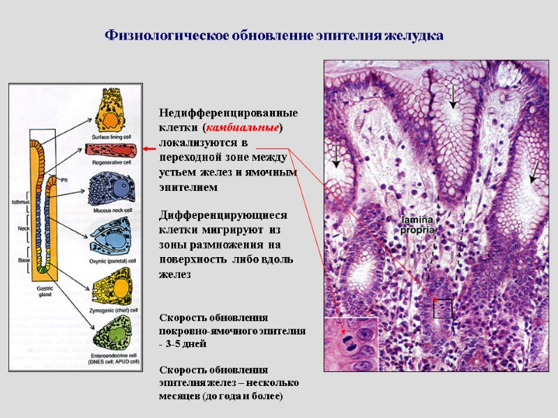 Физиологическое обновление эпителия желудка Недифференцированные клетки (камбиальные) локализуются в переходной зоне между устьем желез